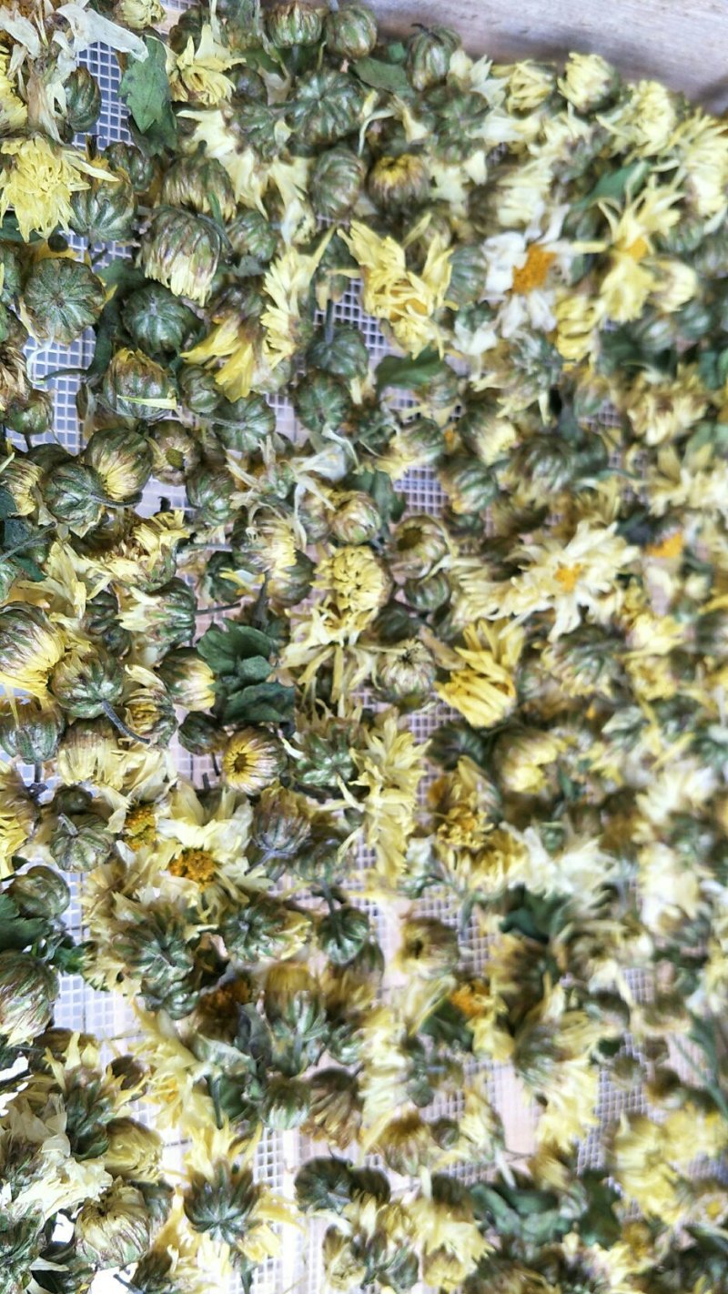 杭白菊胎菊大花