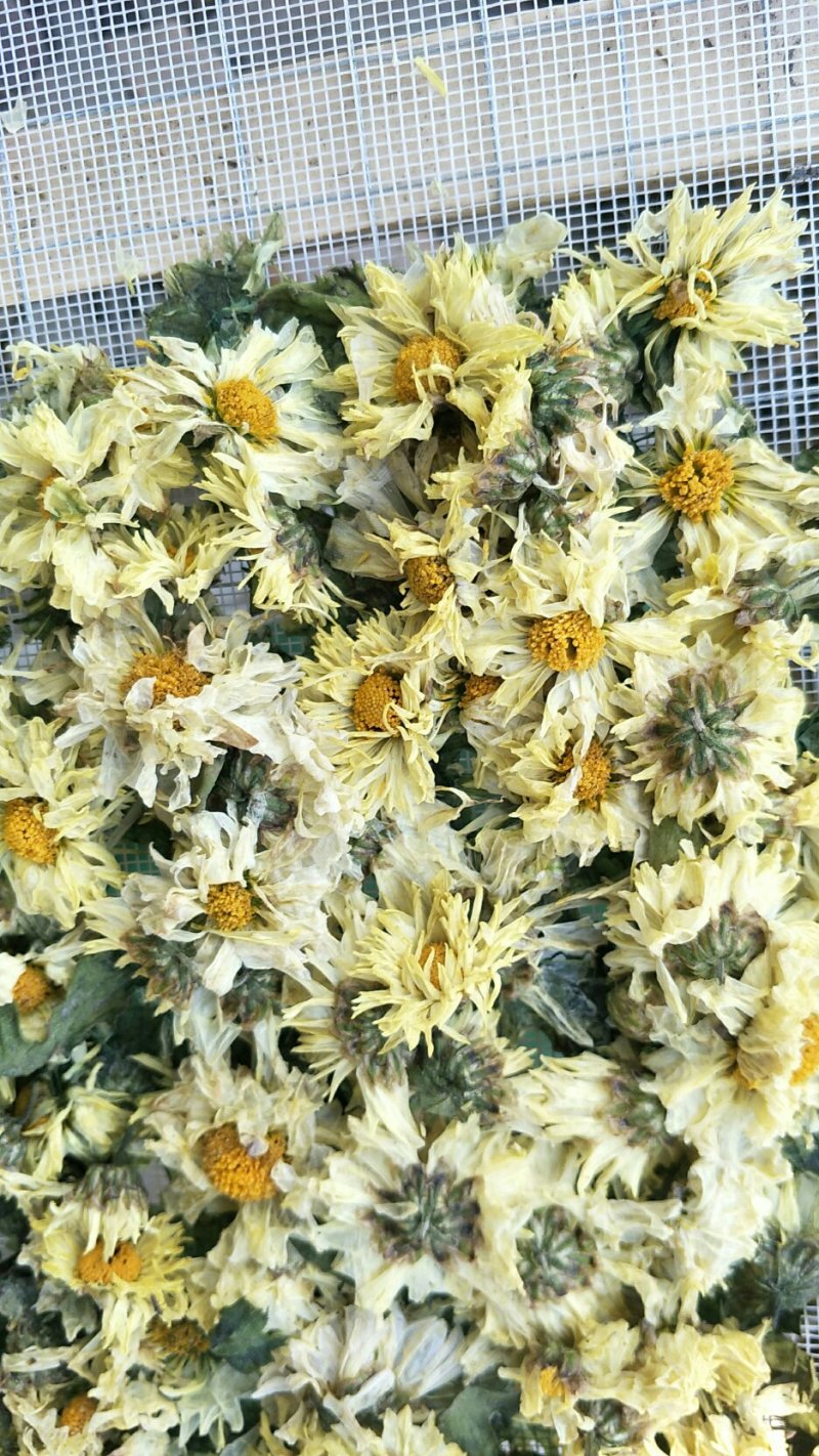 杭白菊胎菊大花