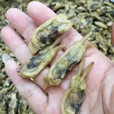 特级海蛏干