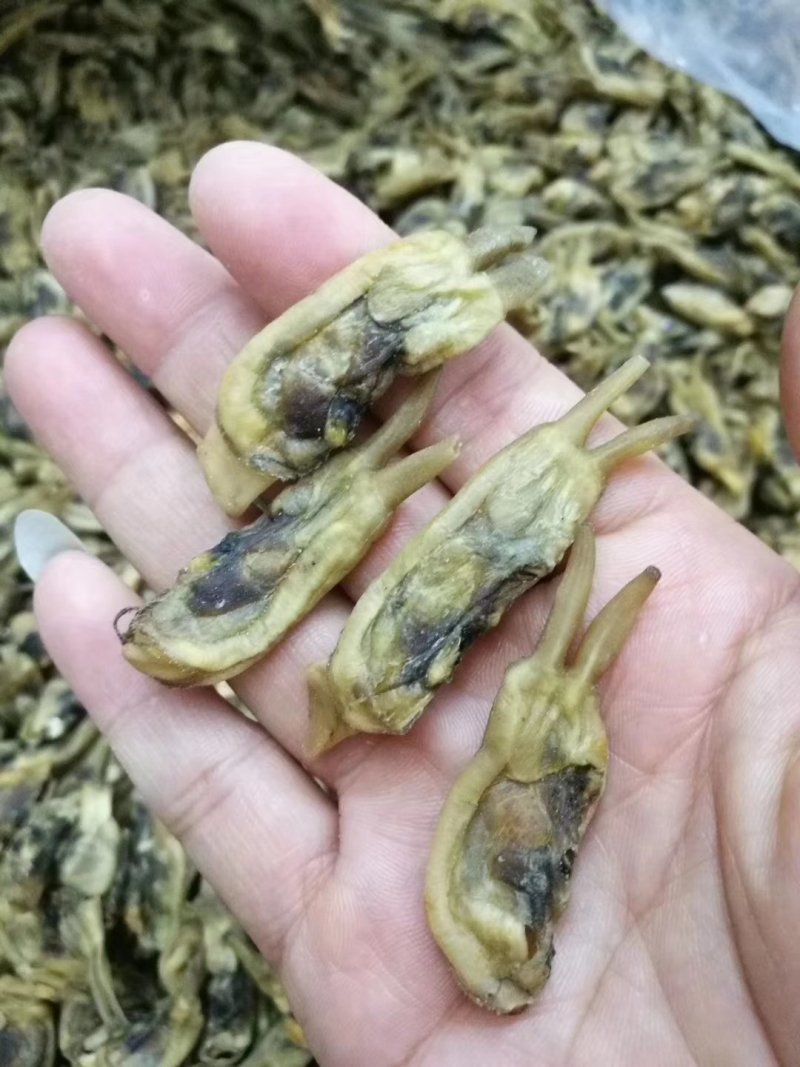 特级海蛏干