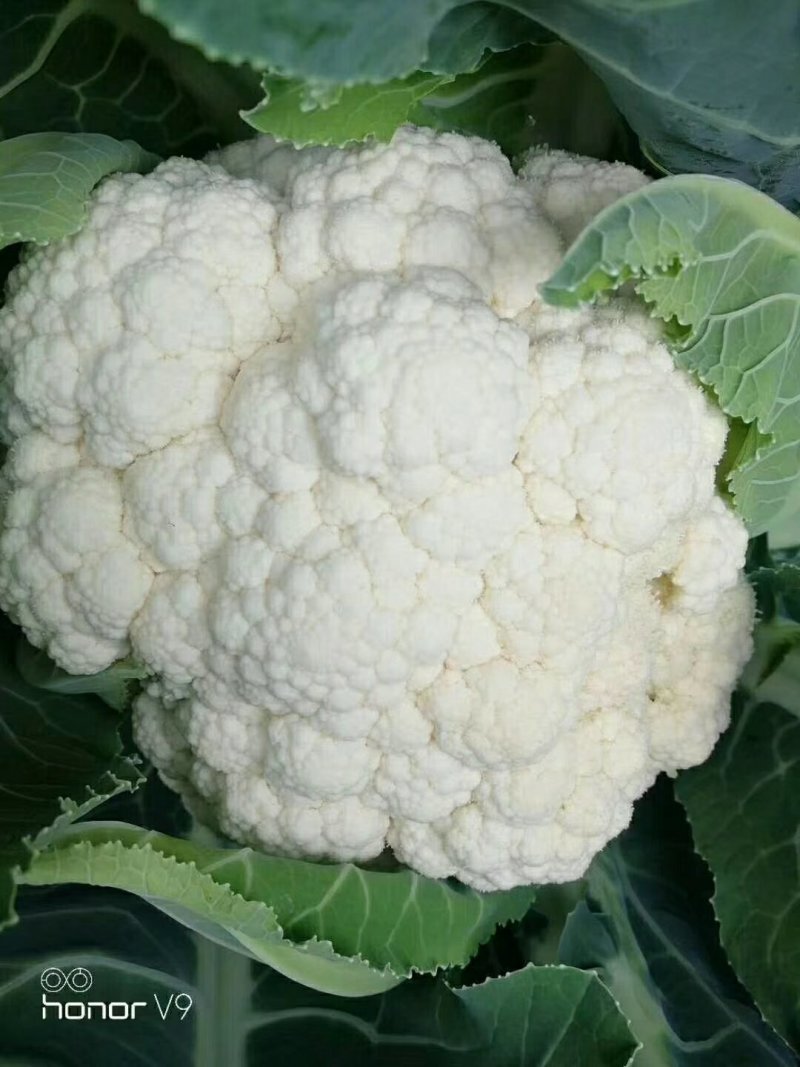 菜花