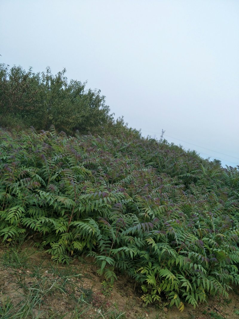 可做菜吃的红油香椿苗黑油香椿苗绿油春苗成活率高投资少