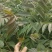 可做菜吃的红油香椿苗黑油香椿苗绿油春苗成活率高投资少