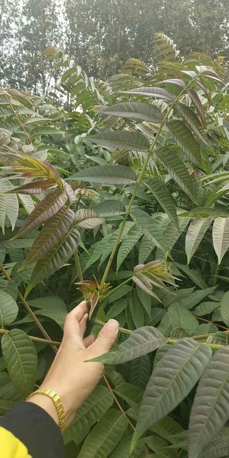 可做菜吃的红油香椿苗黑油香椿苗绿油春苗成活率高投资少