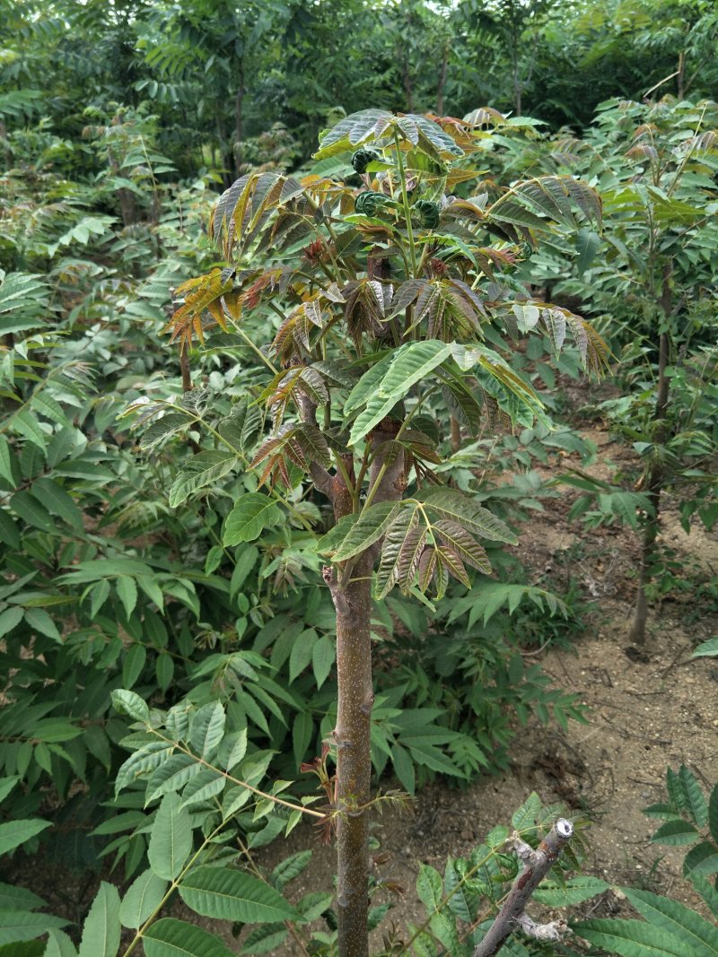可做菜吃的红油香椿苗黑油香椿苗绿油春苗成活率高投资少