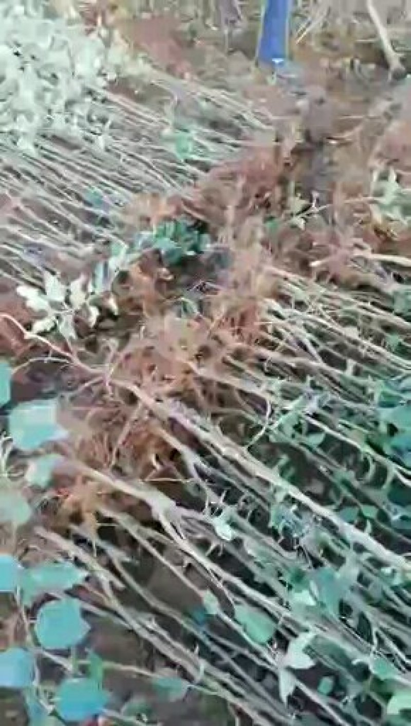 嫁接苹果苗