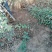嫁接苹果苗