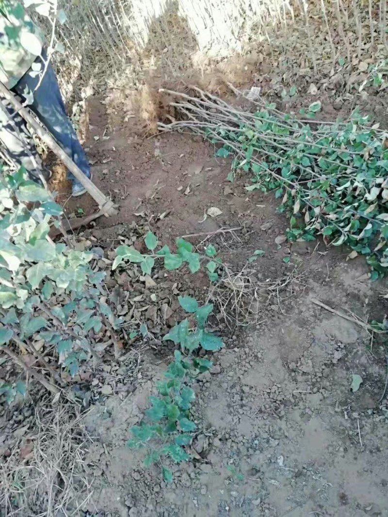 嫁接苹果苗