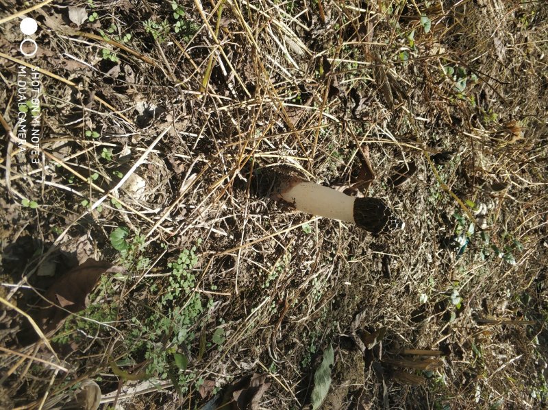 大方冬荪冬竹荪土参无裙竹荪