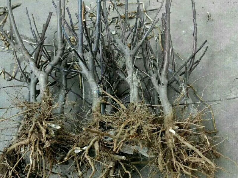 果树海棠盆栽地苗盆苗大量供应中价格不高树形都很美