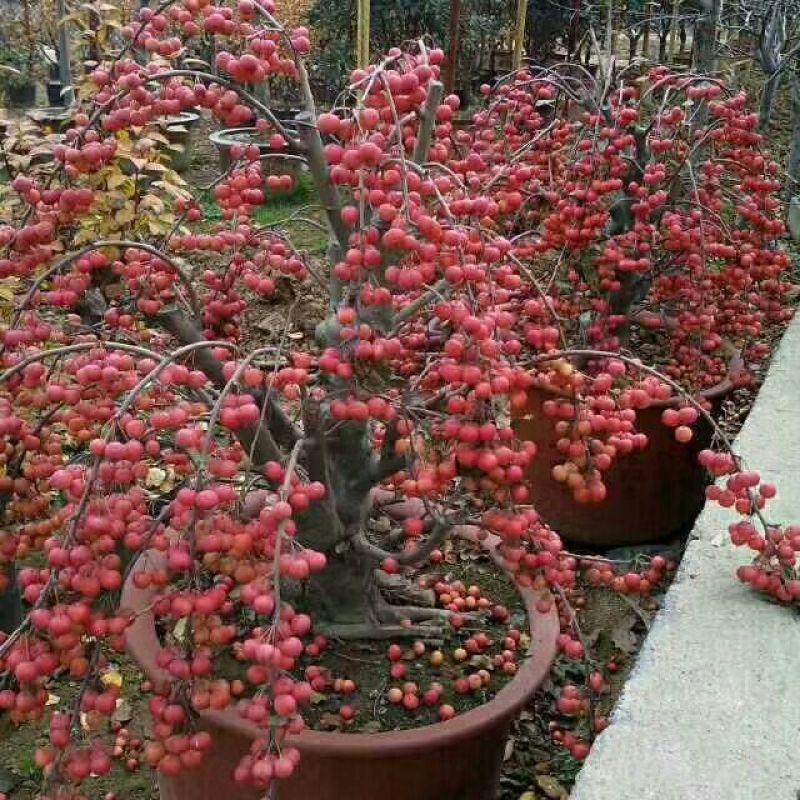 果树海棠盆栽地苗盆苗大量供应中价格不高树形都很美