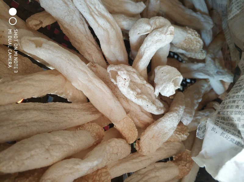 大方冬荪冬竹荪土参无裙竹荪
