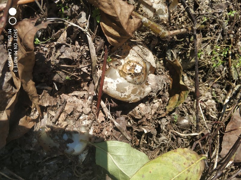 大方冬荪冬竹荪土参无裙竹荪