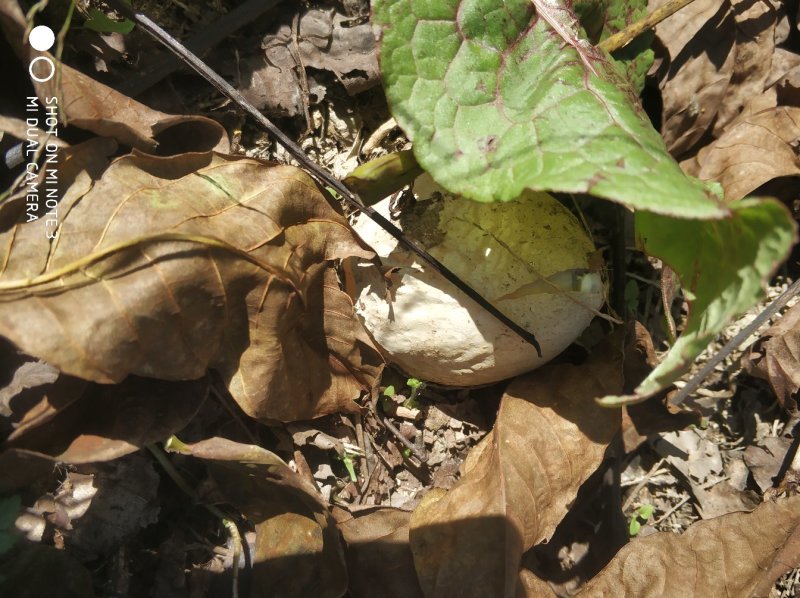 大方冬荪冬竹荪土参无裙竹荪