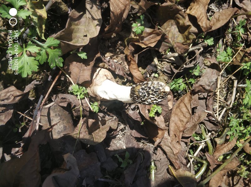 大方冬荪冬竹荪土参无裙竹荪