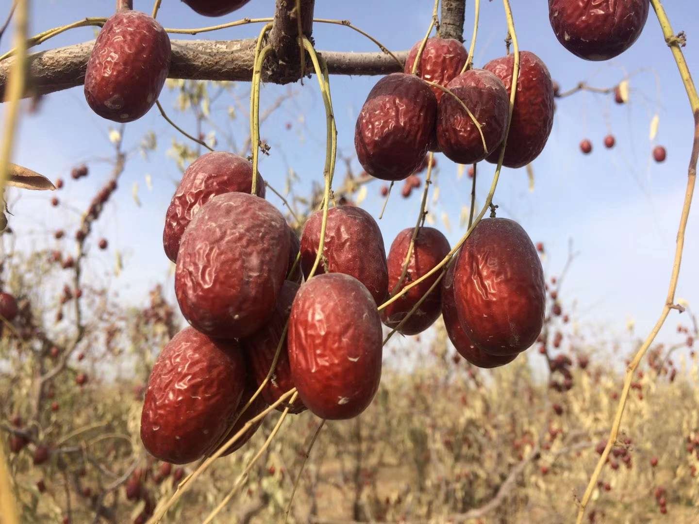 展示新鲜采摘的狗头枣实物图,果实饱满、颜色红润,背景为果园环境 狗头枣实物展示