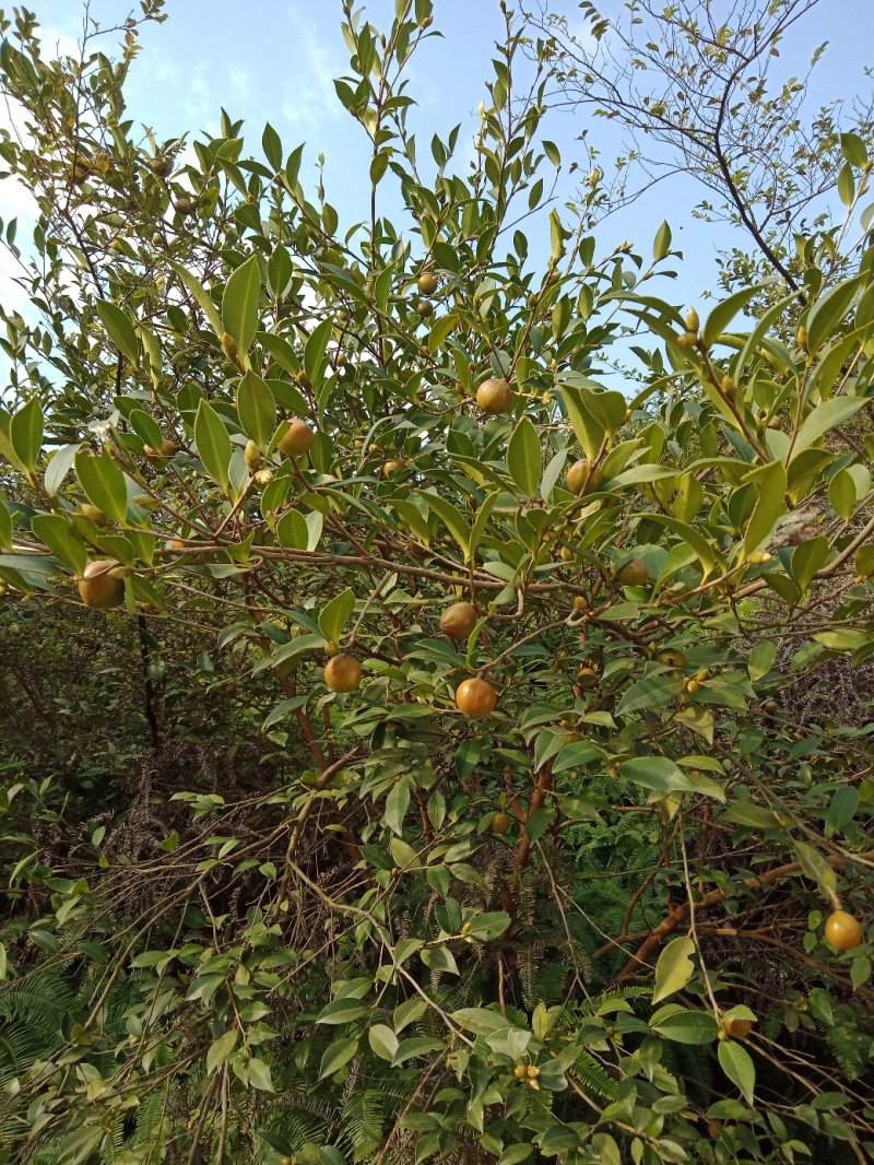 野生山茶籽