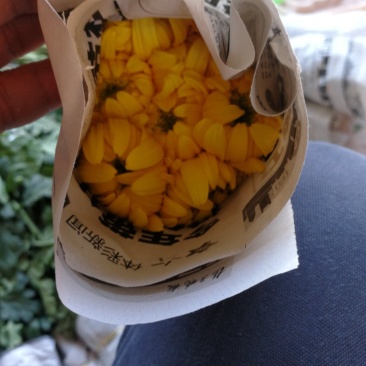 黄菊