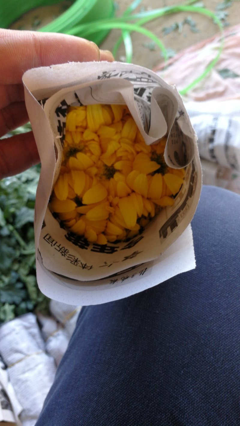 黄菊