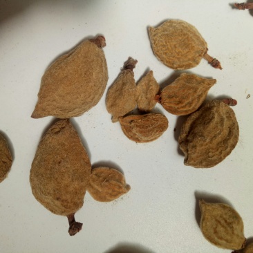 碧桃干一公斤起批包邮