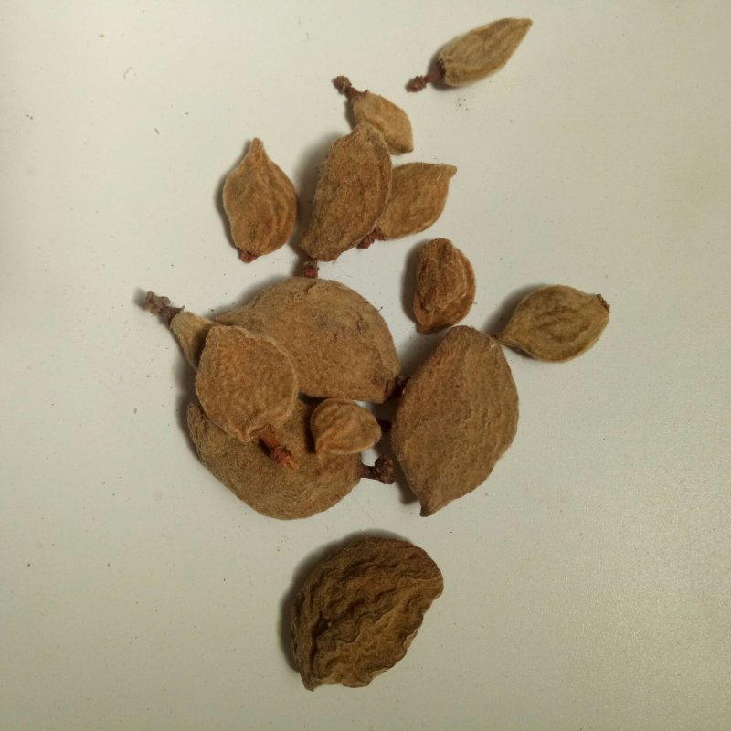 碧桃干一公斤起批包邮