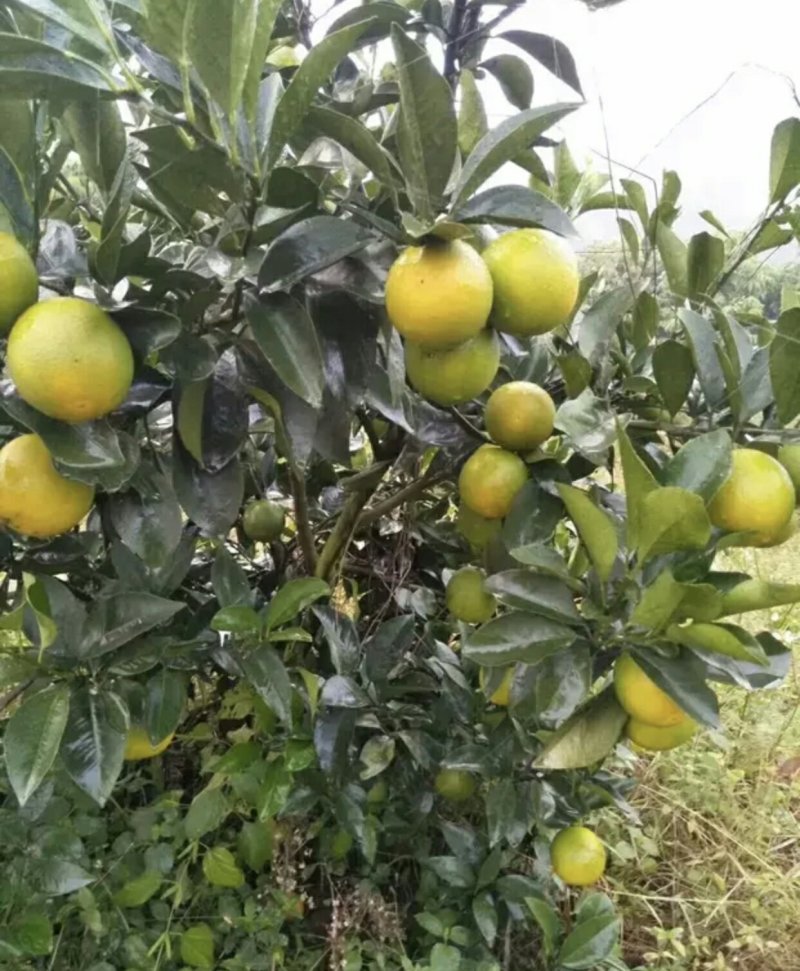 廉江红橙