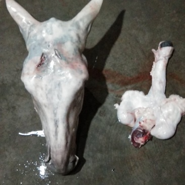 驴肉