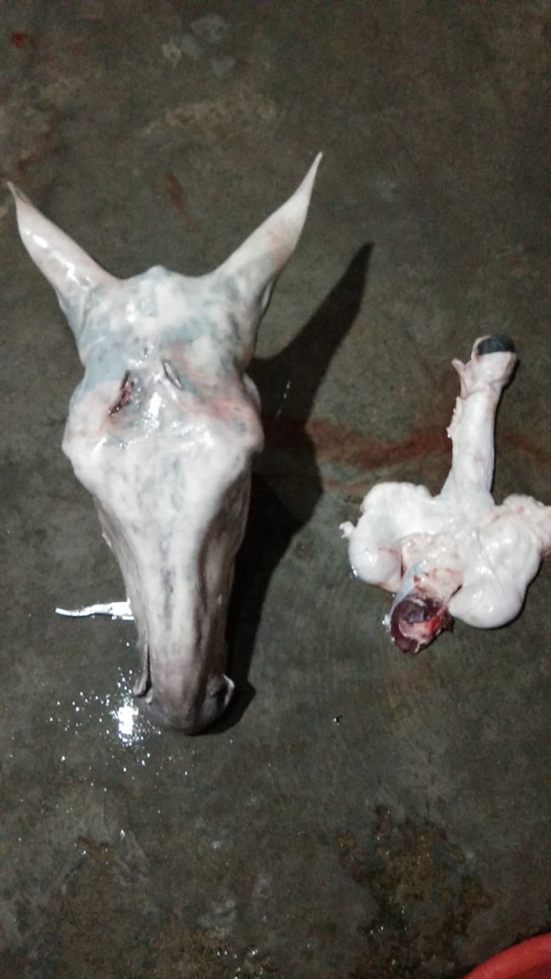 驴肉