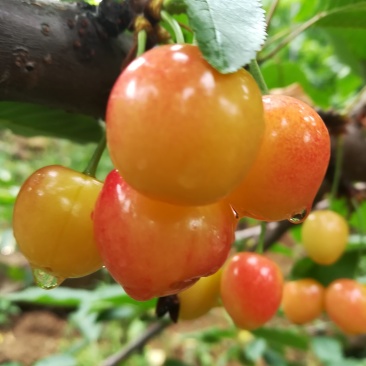 黄蜜樱桃（保证纯正品种）
