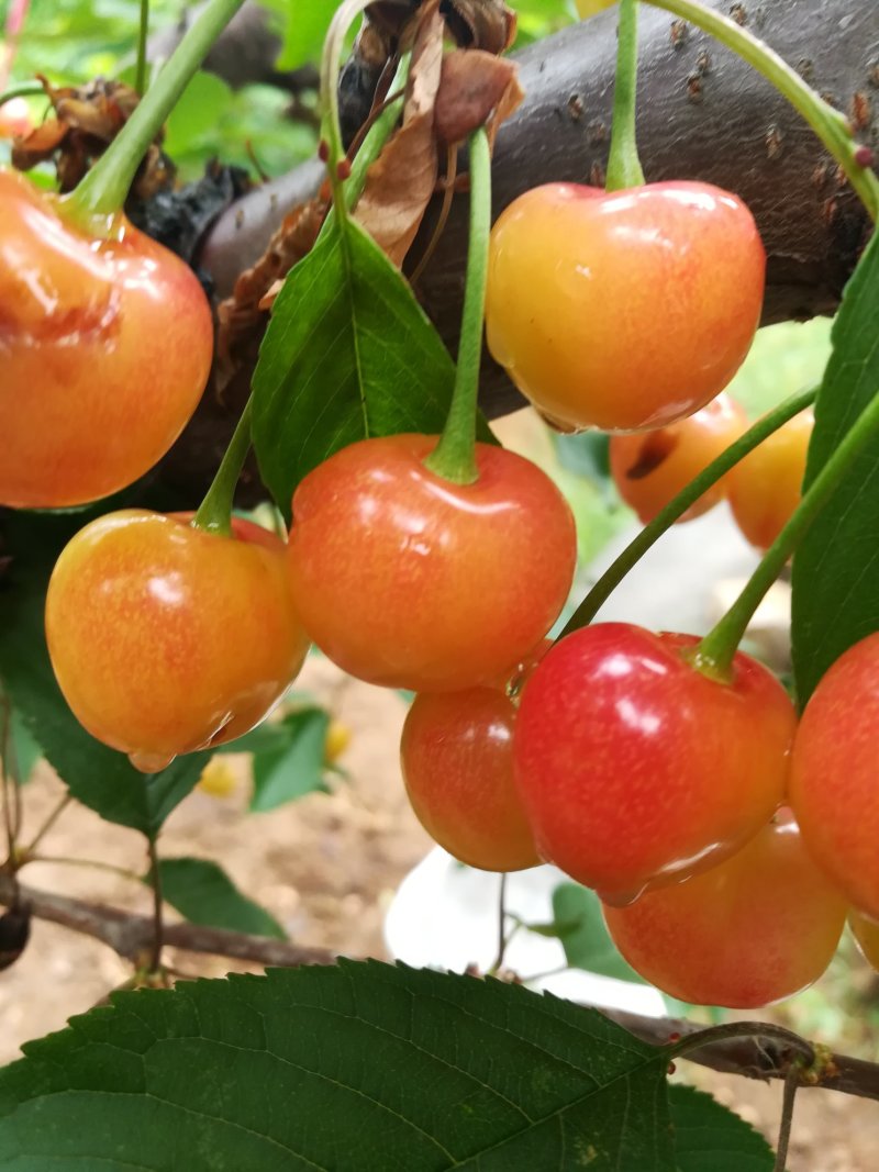 黄蜜樱桃（保证纯正品种）