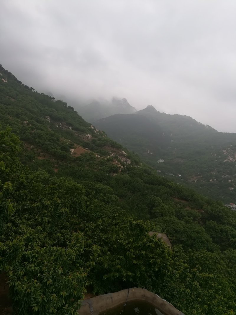 黄蜜樱桃（保证纯正品种）
