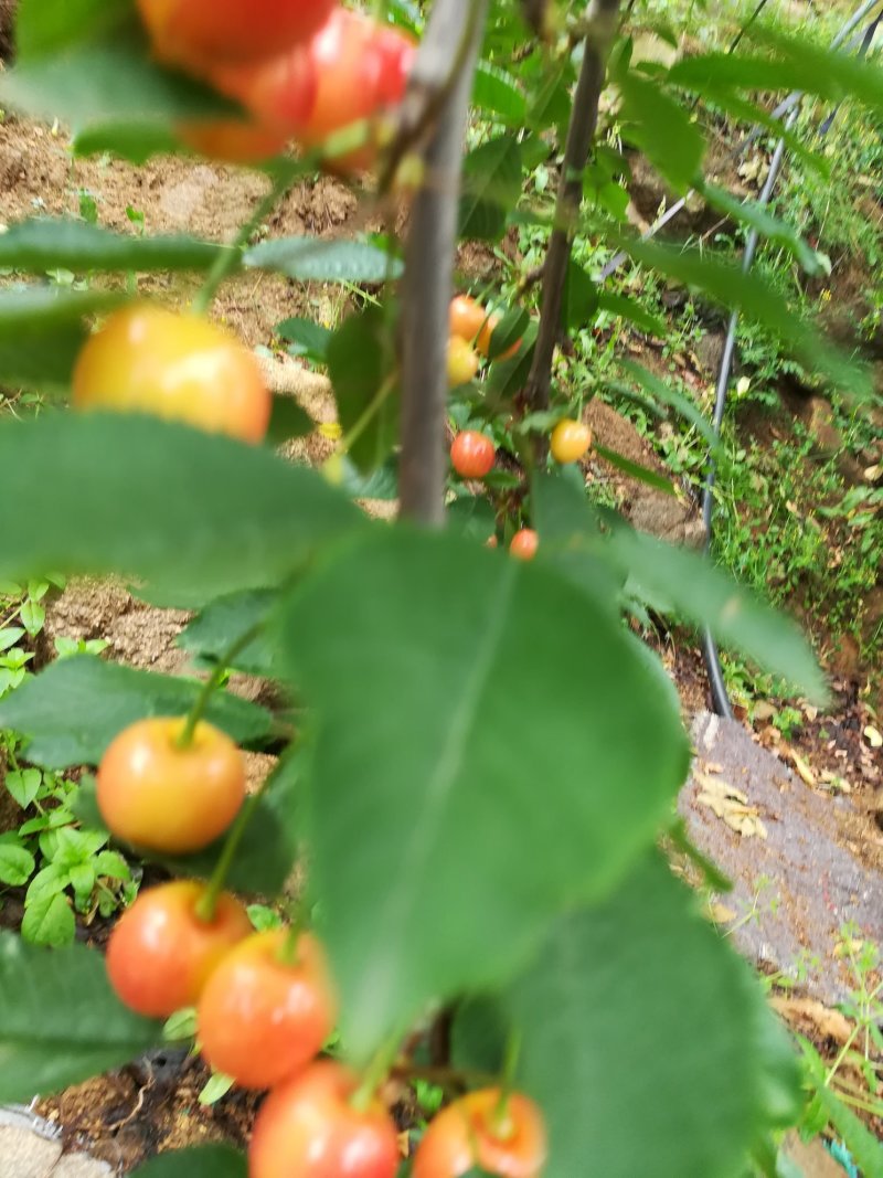 黄蜜樱桃（保证纯正品种）