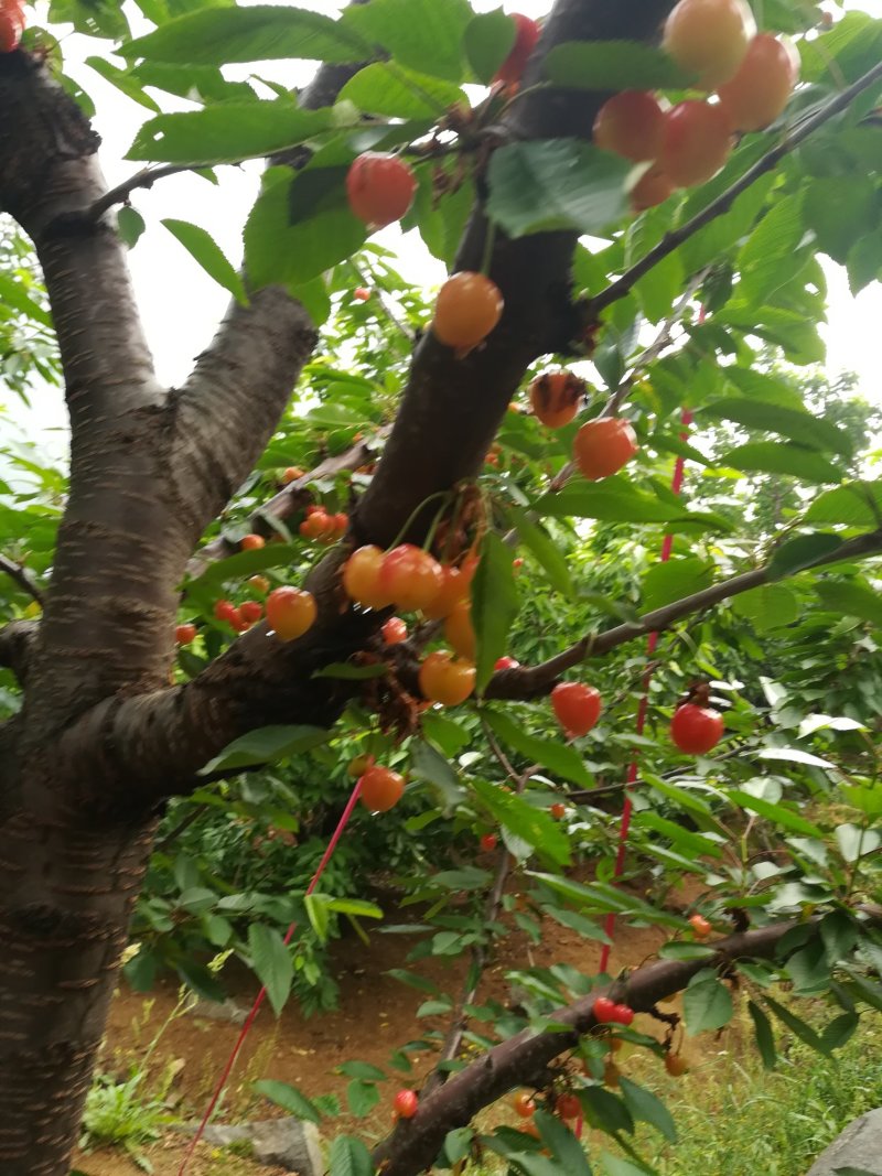黄蜜樱桃（保证纯正品种）