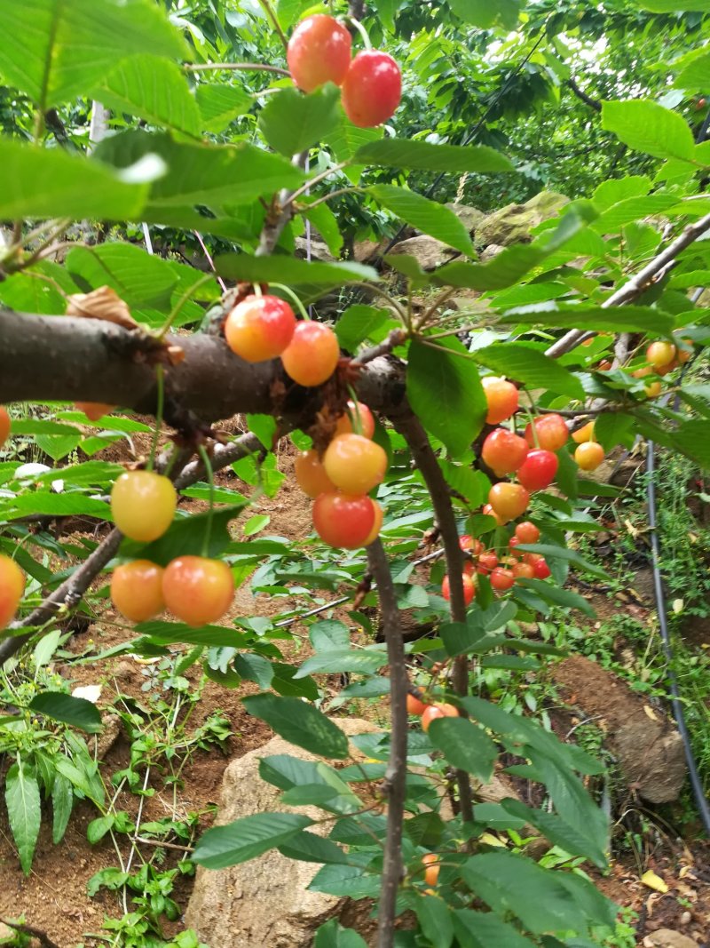 黄蜜樱桃（保证纯正品种）