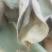 柿叶茶