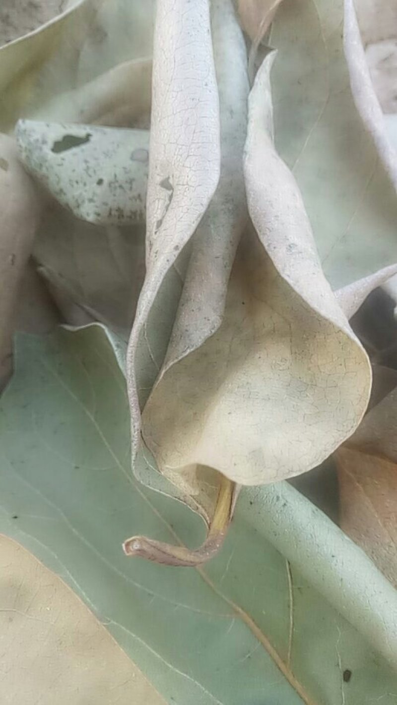 柿叶茶