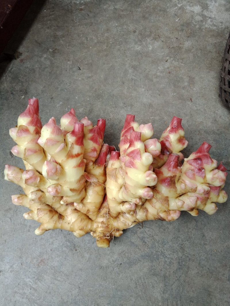 小黄姜