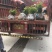 香樟小苗，全国批发基地直发广州基地欢迎来到广东广州绿化树