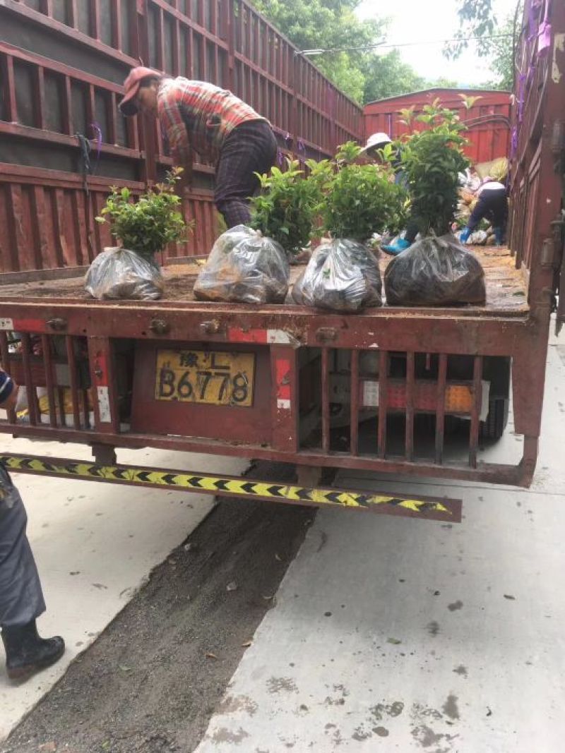 香樟小苗，全国批发基地直发广州基地欢迎来到广东广州绿化树