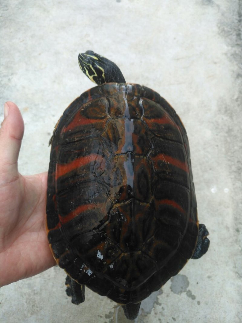 火焰龟