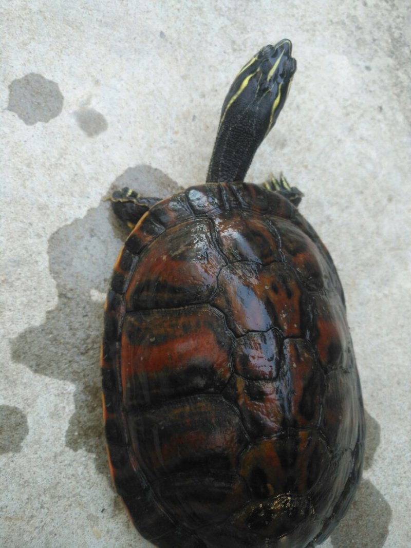 火焰龟