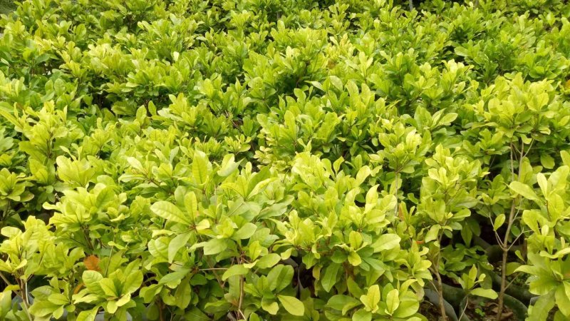 神秘果美植袋苗量多价优批发福建漳州