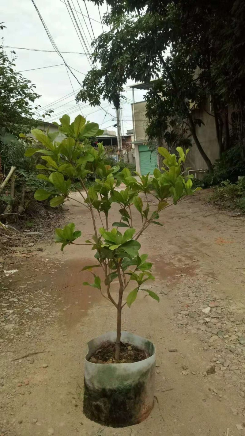 神秘果美植袋苗量多价优批发福建漳州