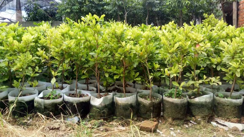 神秘果美植袋苗量多价优批发福建漳州
