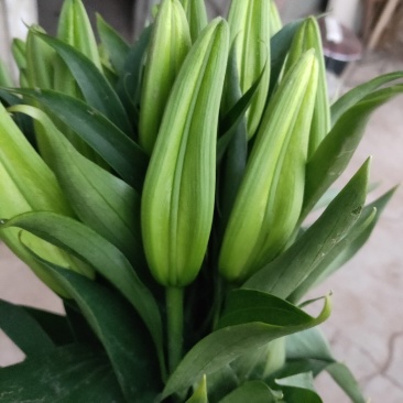 花都凌源百合鲜切花长年批发