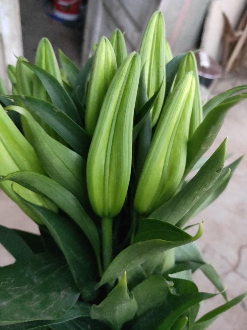 花都凌源百合鲜切花长年批发