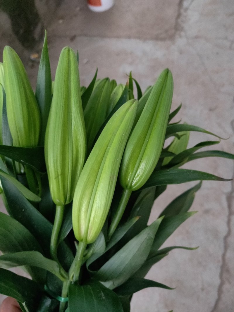 花都凌源百合鲜切花长年批发