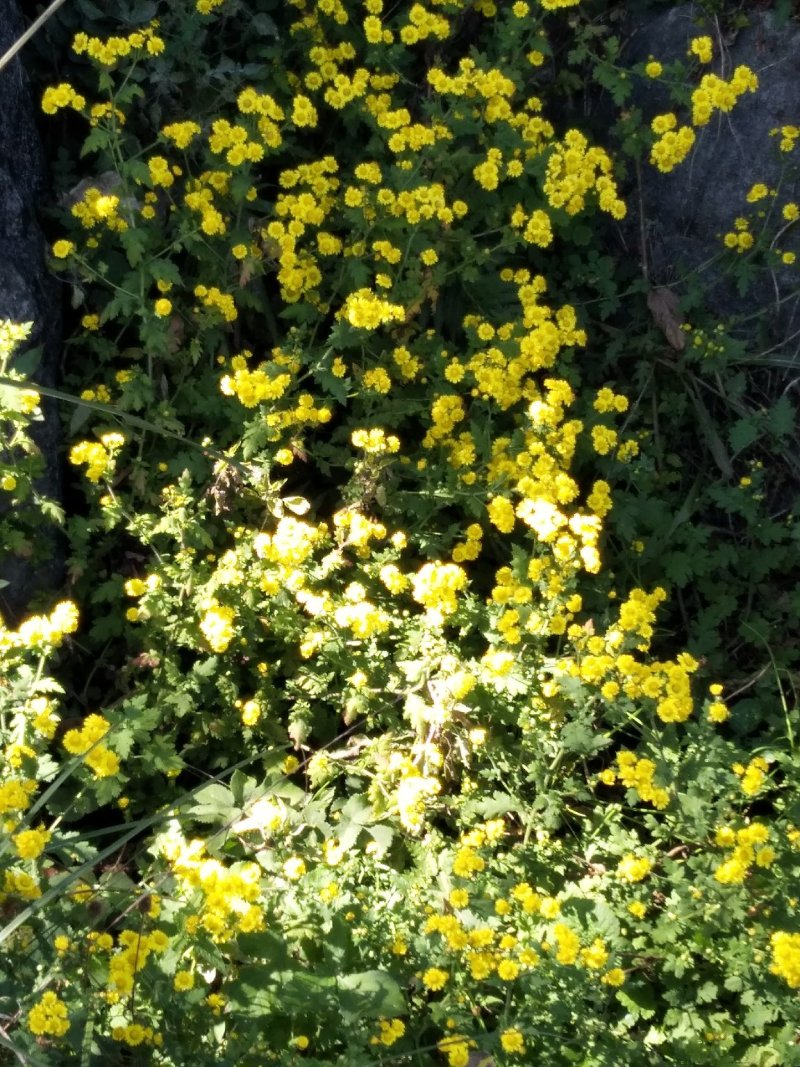 野生菊花先蒸后晒干货需要预订