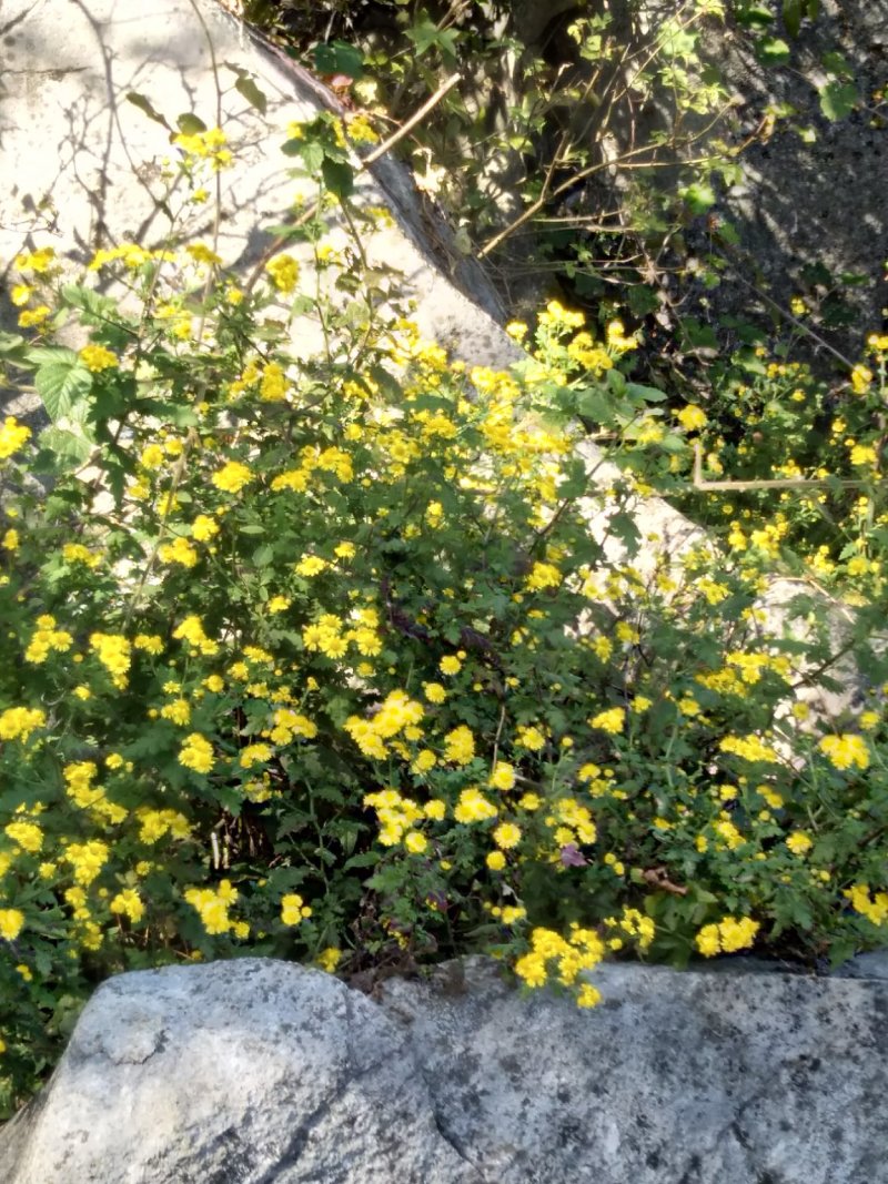 野生菊花先蒸后晒干货需要预订