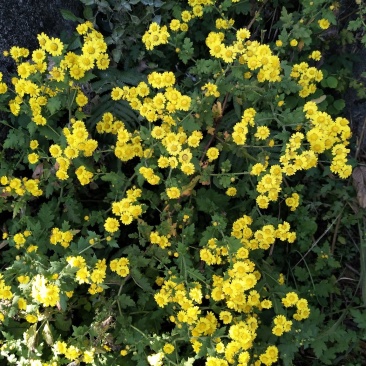 野生菊花先蒸后晒干货需要预订